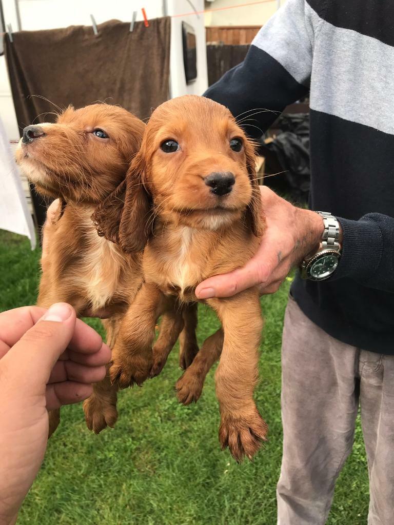 red show cocker spaniel